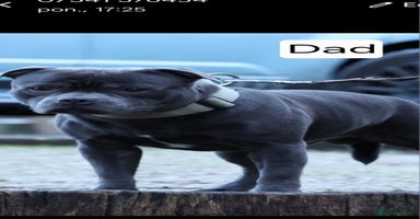 Staffordshire Bull Terrier dogs - Advert 13