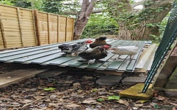 Hens poultry for sale: Pure Breed Bantom Hens - Image 3