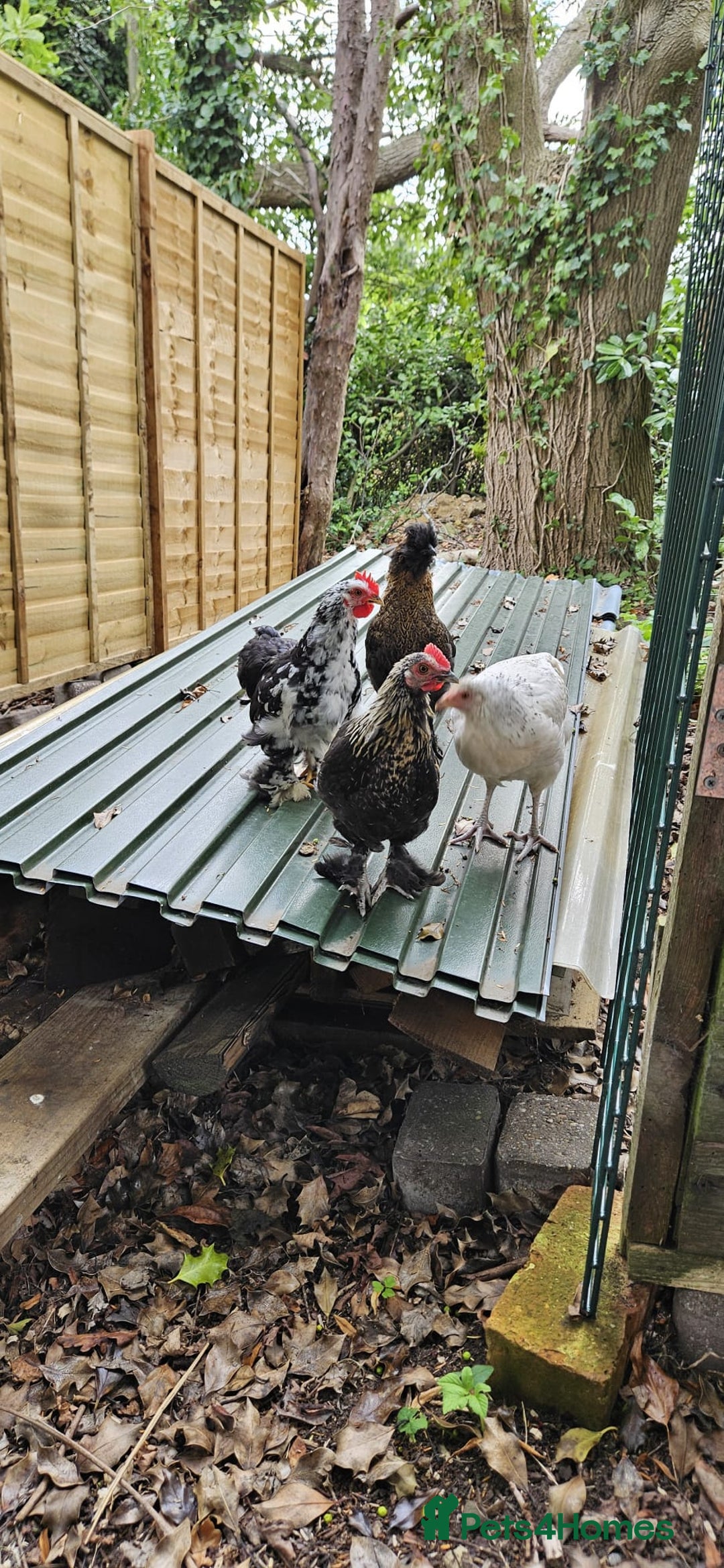 Hens poultry for sale: Pure Breed Bantom Hens - Image 3