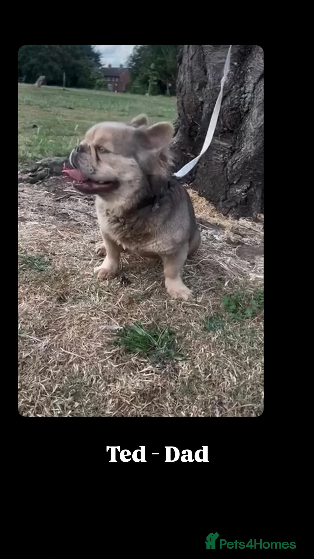 French Bulldog dogs for sale: French Bulldog Fluffy  - Advert 4