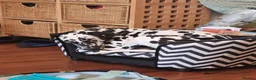 Dalmatian dogs for sale: Dalmatian needs a good home - Advert 7