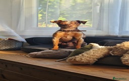 Miniature Pinscher dogs for stud: PRAGUE RATTER boy for stuf - Image 1