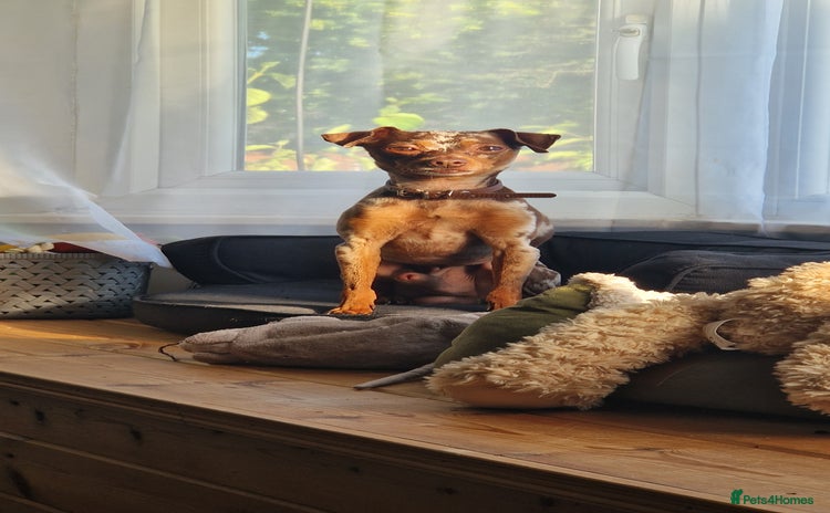 Miniature Pinscher dogs - Advert 4