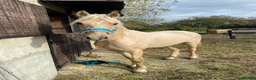 British Warmblood horses for sale: 9yr old warmblood x con palomino gelding in Tilbury - Advert 19