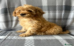 Miniature Poodle dogs for sale: Small size beautiful perfect poodle babys - Image 4