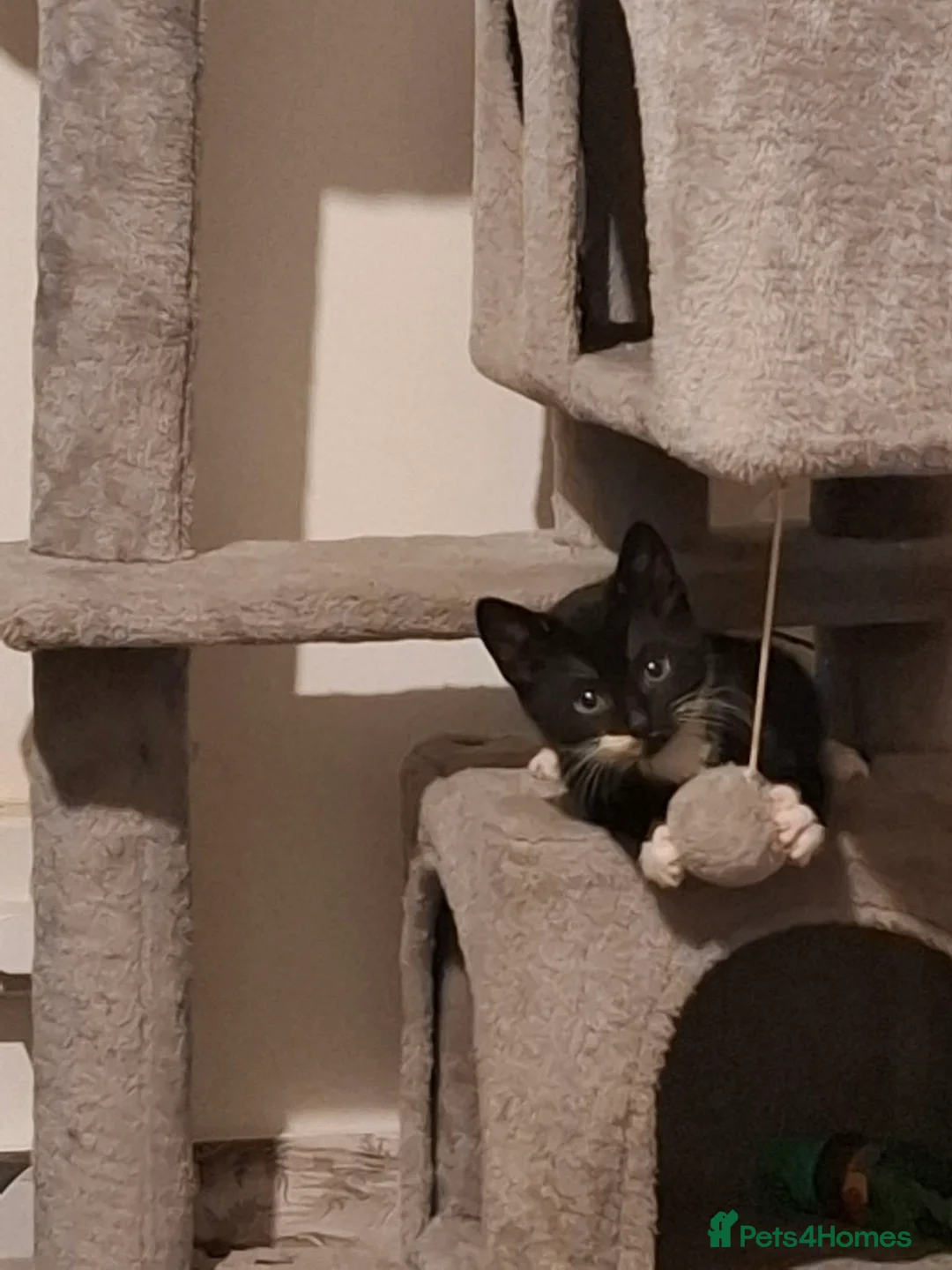 Mixed Breed cats for sale: Two tuxedo and two all black cats - Advert 2