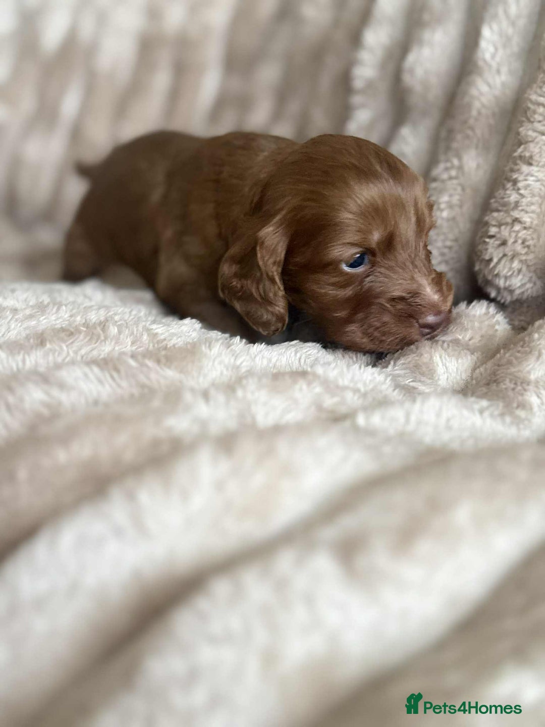 Cockapoo dogs for sale: Cockapoo F1B STUNNING COLOURS 4 available - Advert 32