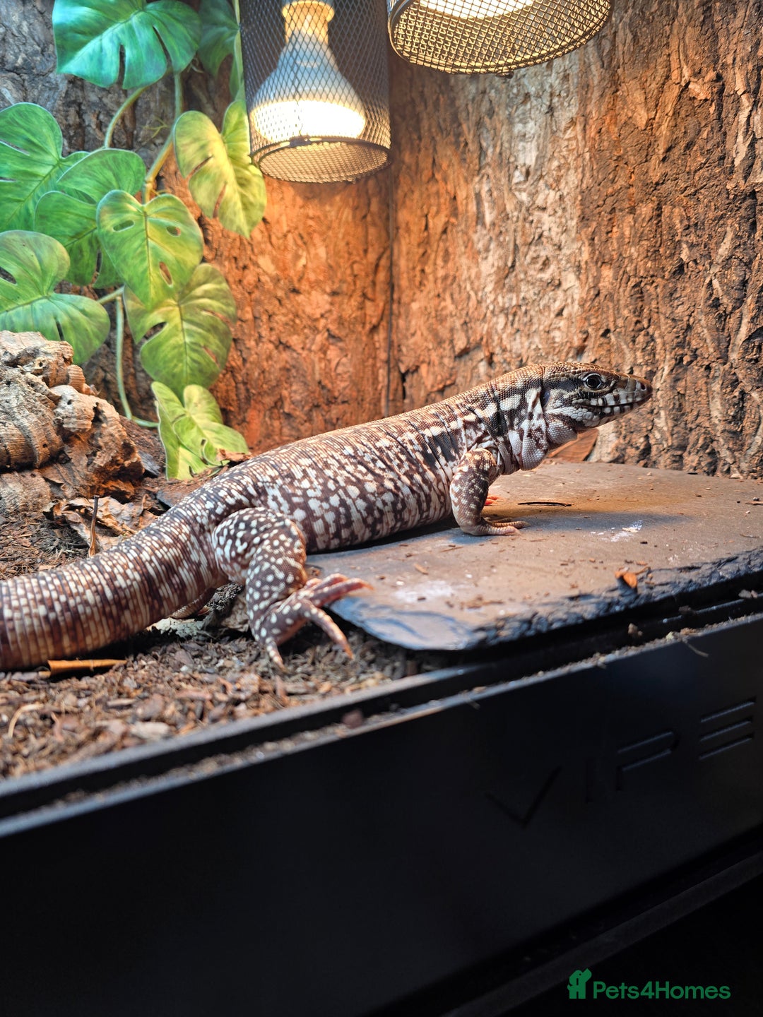 Monitor reptiles for sale: Devil Line Red Tegu Female CB25 - Advert 3