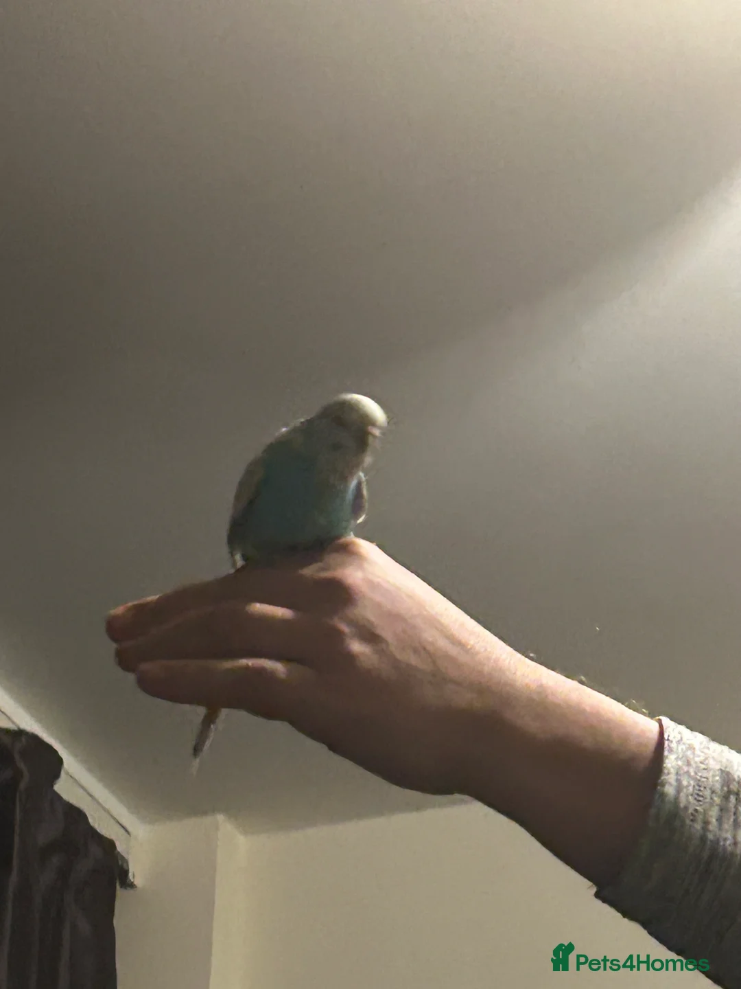 Budgerigars birds for sale: Exhibition BUDGIES - BEAUTIFUL!   - Advert 2