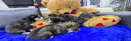 Shepsky dogs for sale: The new generation has arrived 🙌  - Advert 6