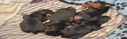 Yorkshire Terrier dogs for sale: Beautiful Yorkie Puppies Looking For Loving Homes - Advert 16