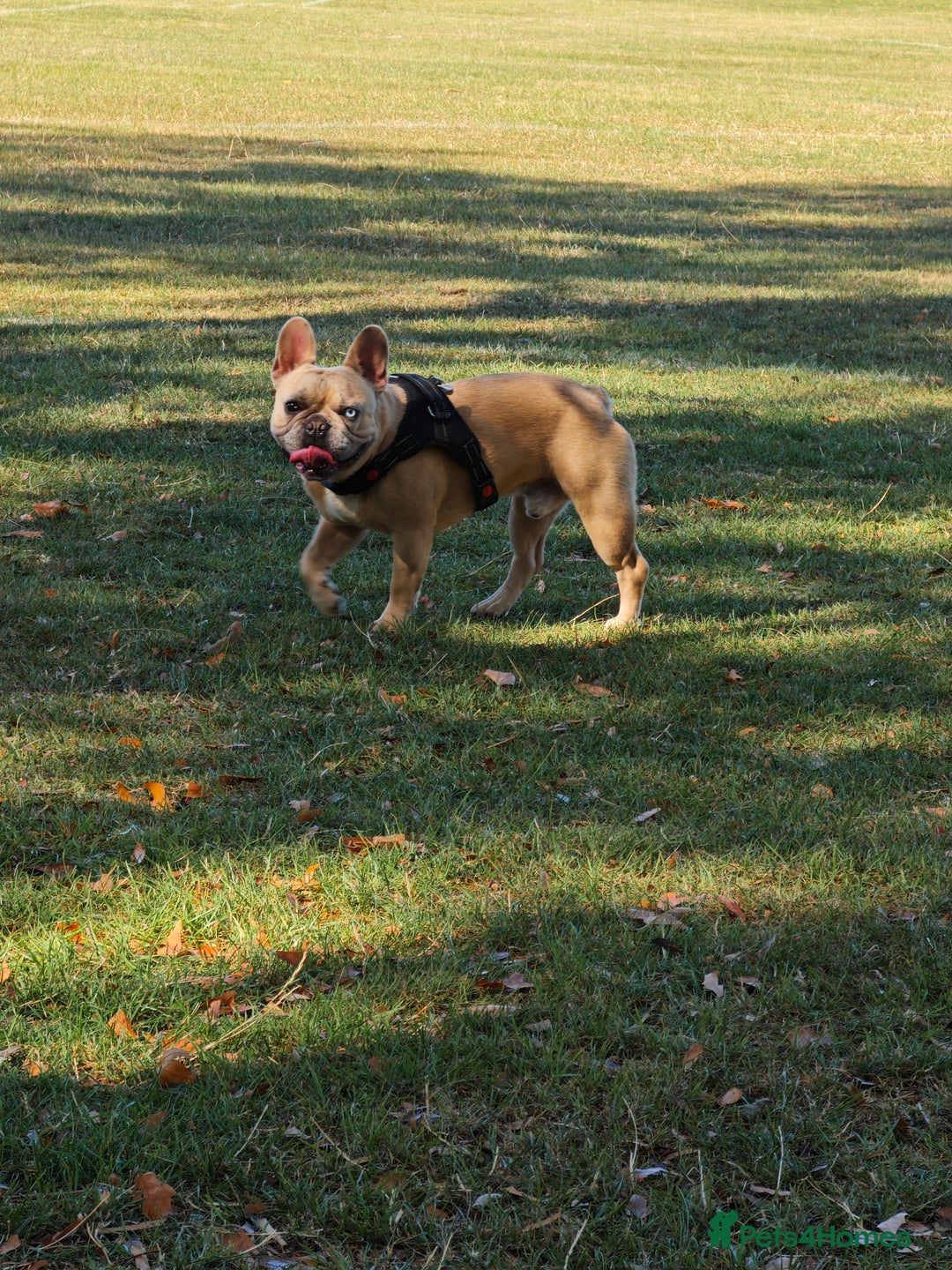 French Bulldog dogs for sale: Unique and Beautiful French bulldogs puppies  - Image 3