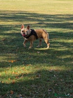 French Bulldog dogs - Advert 14