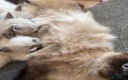Ragdoll cats for sale: ADORABLE RAGDOLL KITTENS - READY NOW - Image 16