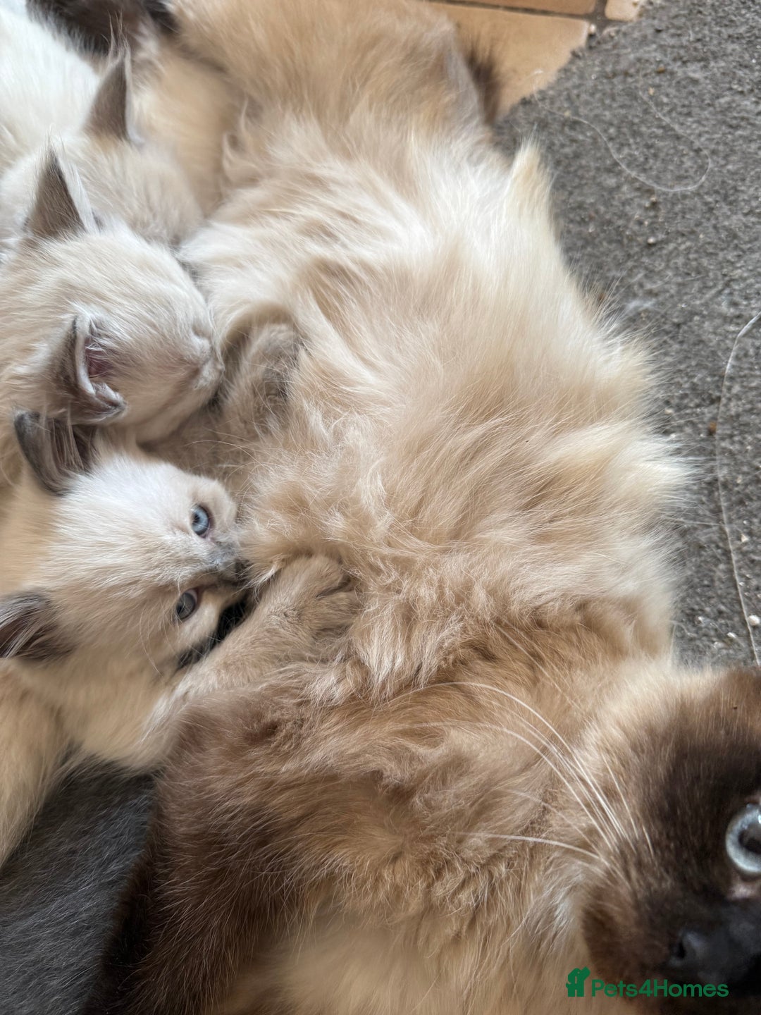 Ragdoll cats for sale: ADORABLE RAGDOLL KITTENS - READY NOW - Image 16