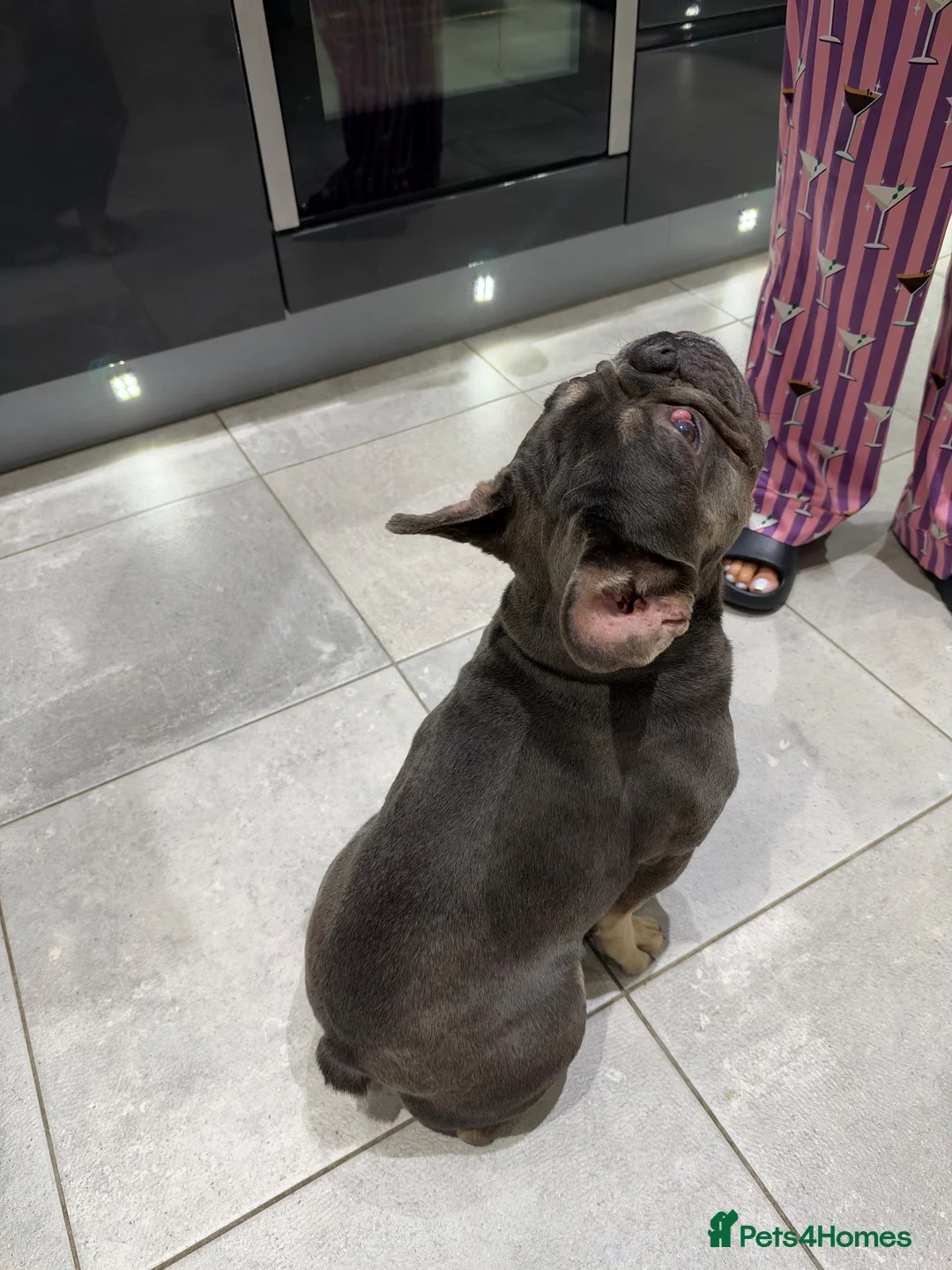 French Bulldog dogs for sale: Creed beautiful dog  - Advert 4