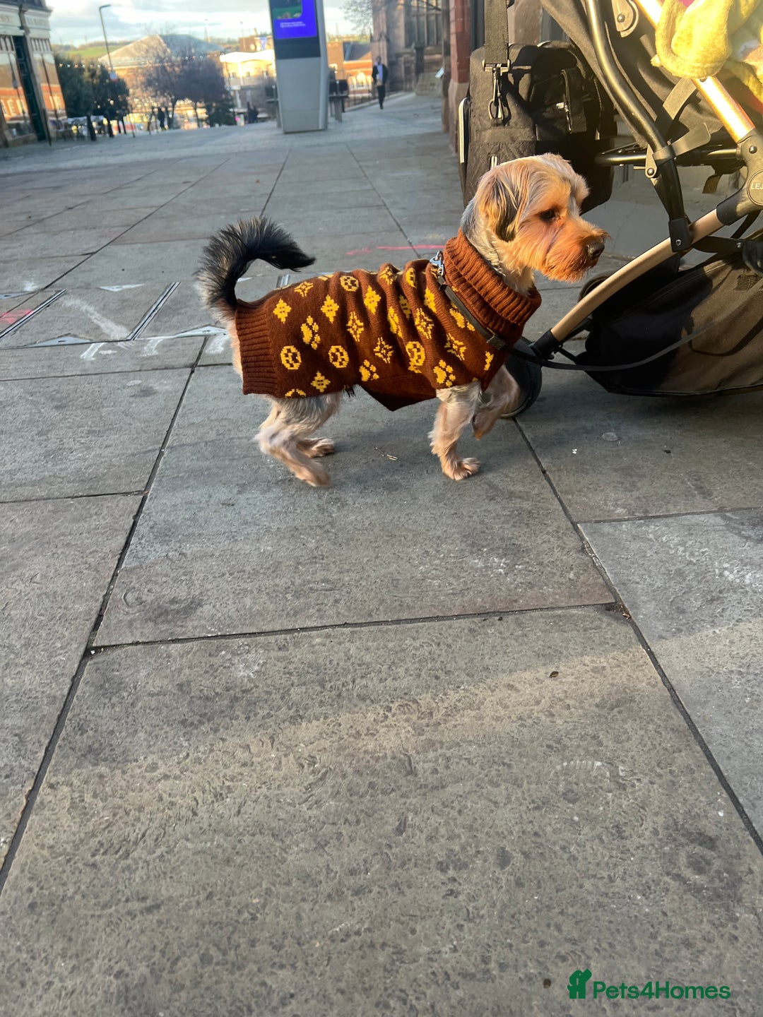 Yorkshire Terrier dogs for sale: Yorkshire terrier  - Advert 3