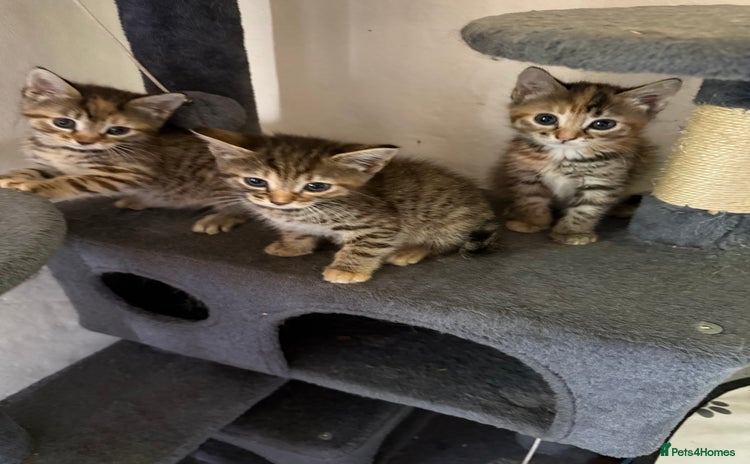 Maine Coon cats - Advert 1