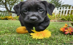 Labrador Retriever dogs for sale: kc English Labs available - Image 4