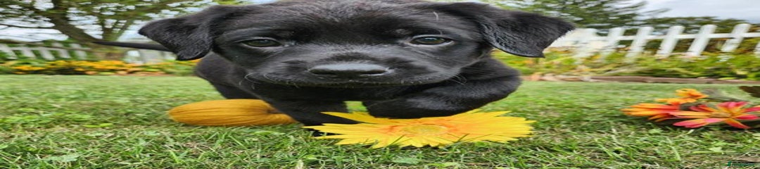 Labrador Retriever Puppy 2
