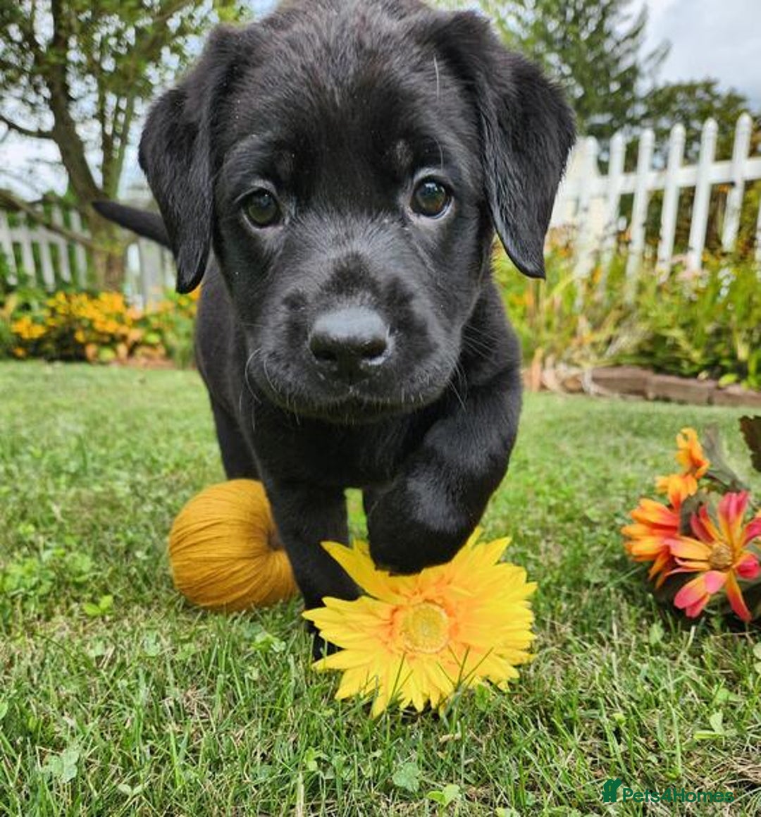 Labrador Retriever dogs for sale: kc English Labs available - Image 4