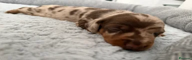 Dachshund Puppy 2 chocolate dapple boy