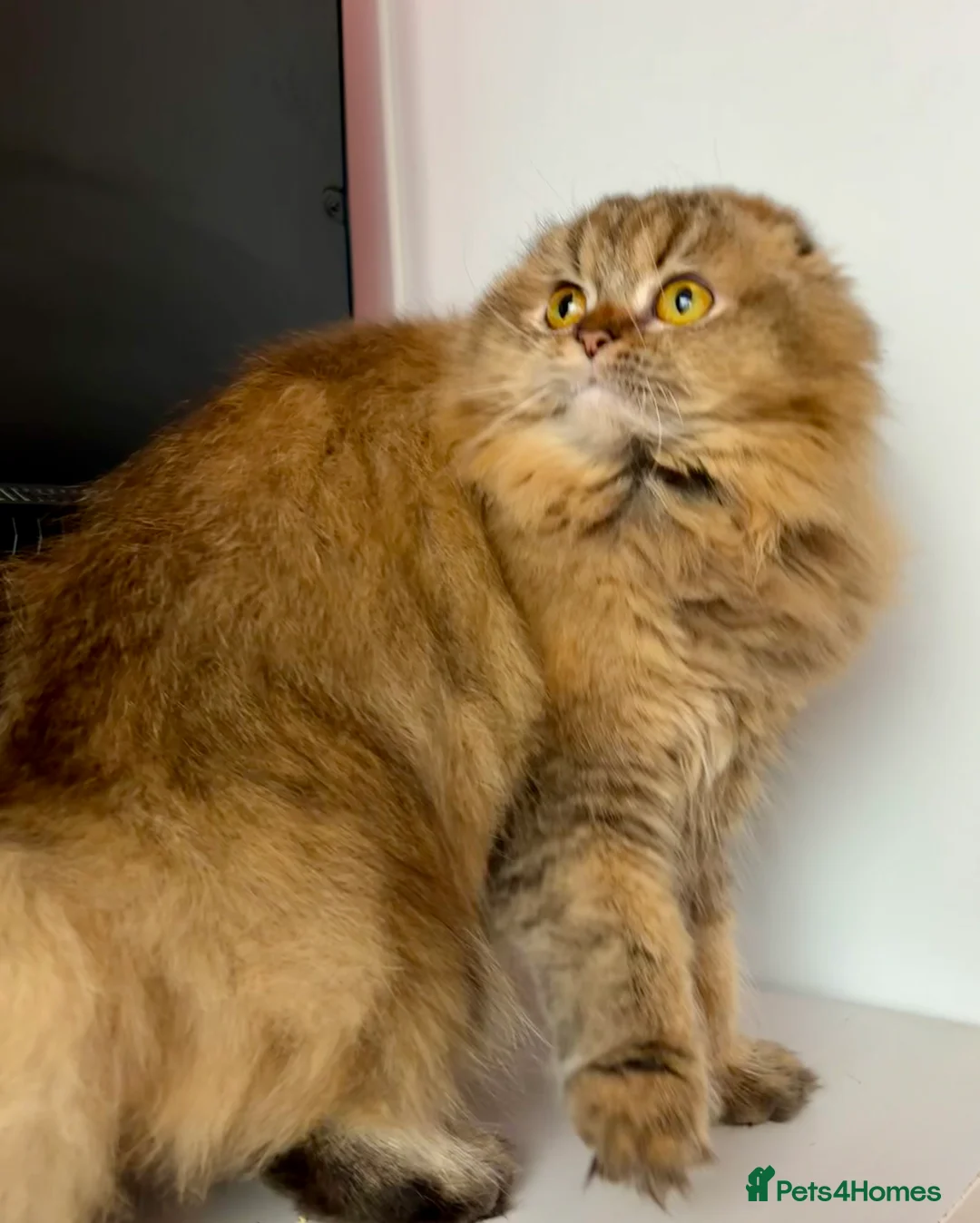 Scottish Fold cats for sale: Scottish fold kitten - Advert 2