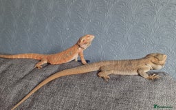 Bearded Dragon reptiles for sale: Male bearded dragon - Image 3