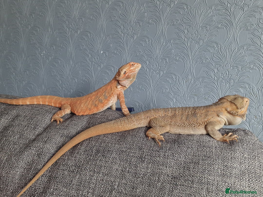 Bearded Dragon reptiles for sale: Male bearded dragon - Image 3