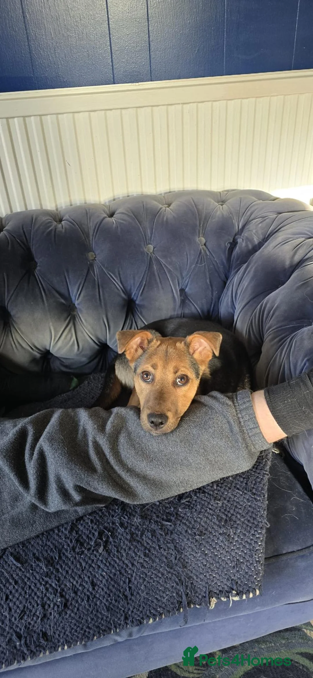 Mixed Breed dogs for adoption: 🐾🧡 ROCCO – A FRIENDLY BOY FULL OF CHARACTER 🧡🐾 - Advert 2