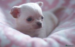 Chihuahua dogs for sale: Kc Registered Quality chihuahua puppies  - Image 8