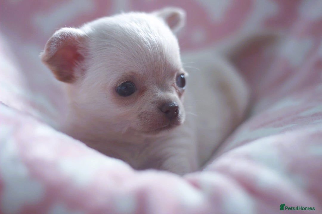 Chihuahua dogs for sale: Kc Registered Quality chihuahua puppies  - Image 8