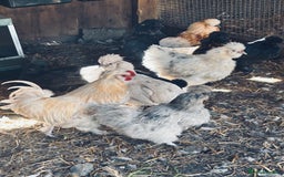 Chickens poultry for sale: Silkie and Bantams for sale - Image 1