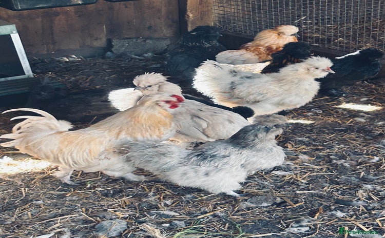 Chickens poultry - Advert 1