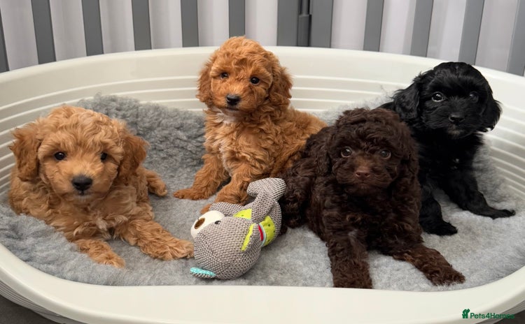 Cockapoo dogs - Advert 1