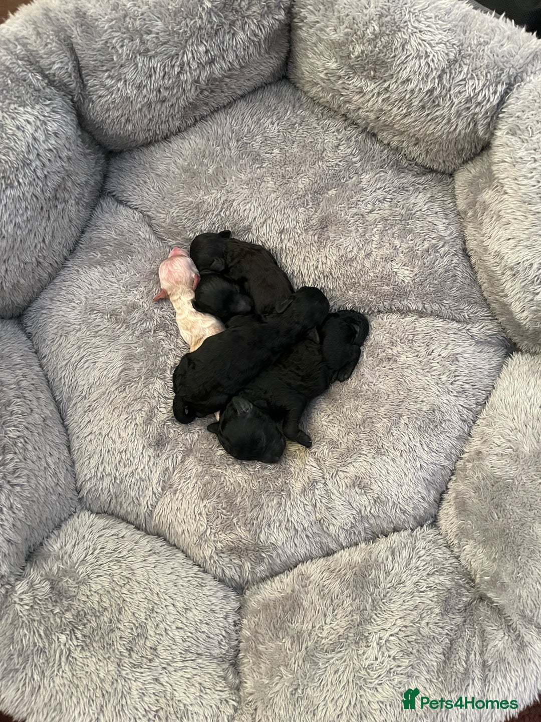 Toy Poodle dogs for sale: Beautiful toy poodle puppies  - Image 2