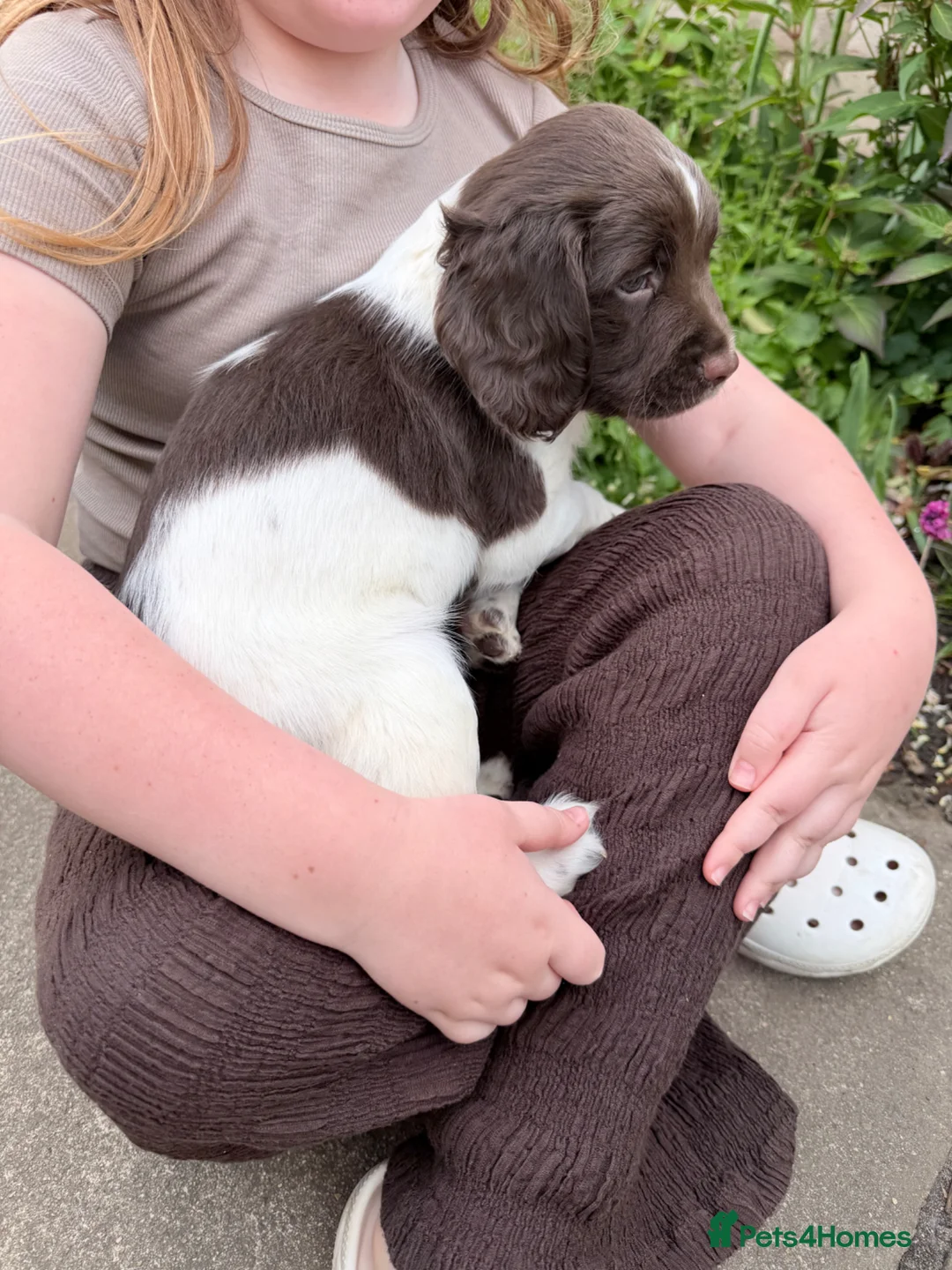 English Springer Spaniel dogs for sale: English Springer Spaniel Boys in Great Yarmouth - Advert 8