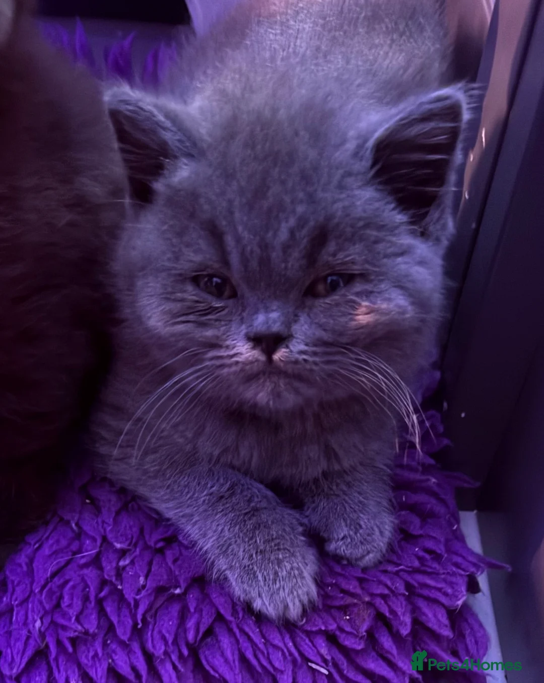 British Shorthair cats for sale: British Blue British Shorthair girl available - Advert 6
