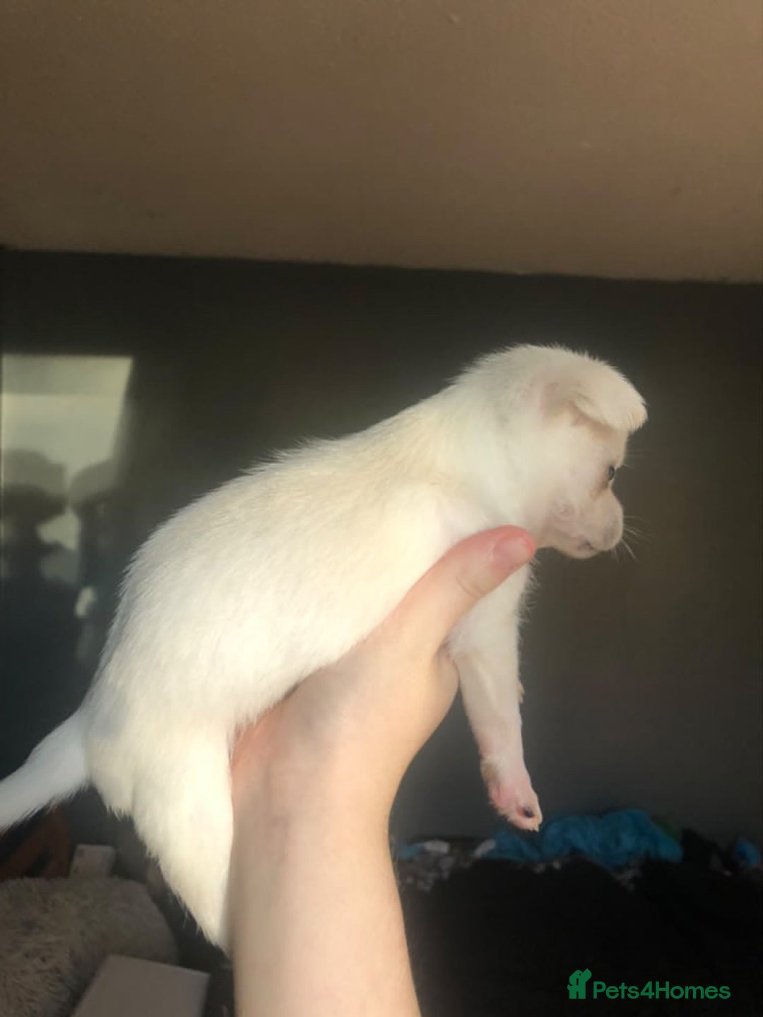 Pomchi dogs for sale: 🐾MALE POMCHI PUPPIES🐾 - Advert 34