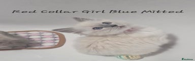 Blue-Dream-Ragdolls Lunar Red Collar