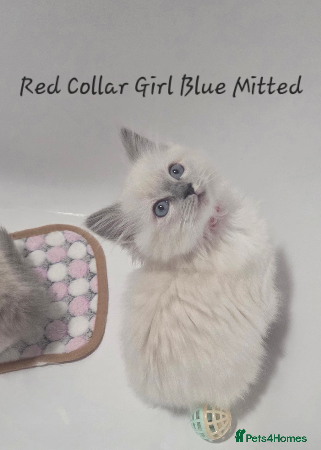 Ragdoll cats for sale: REGISTERED PEDIGREE RAGDOLL KITTENS BLUE  - Advert 4