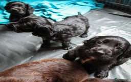 Cocker Spaniel dogs for sale:  Cocker spaniel puppies  - Image 18