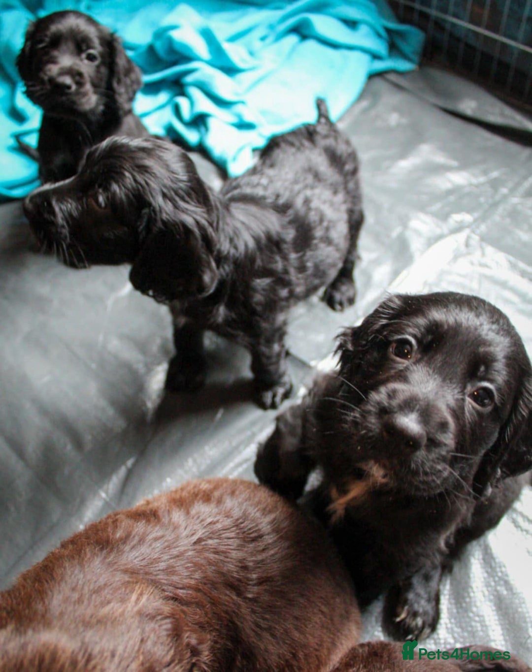 Cocker Spaniel dogs for sale:  Cocker spaniel puppies  - Image 18
