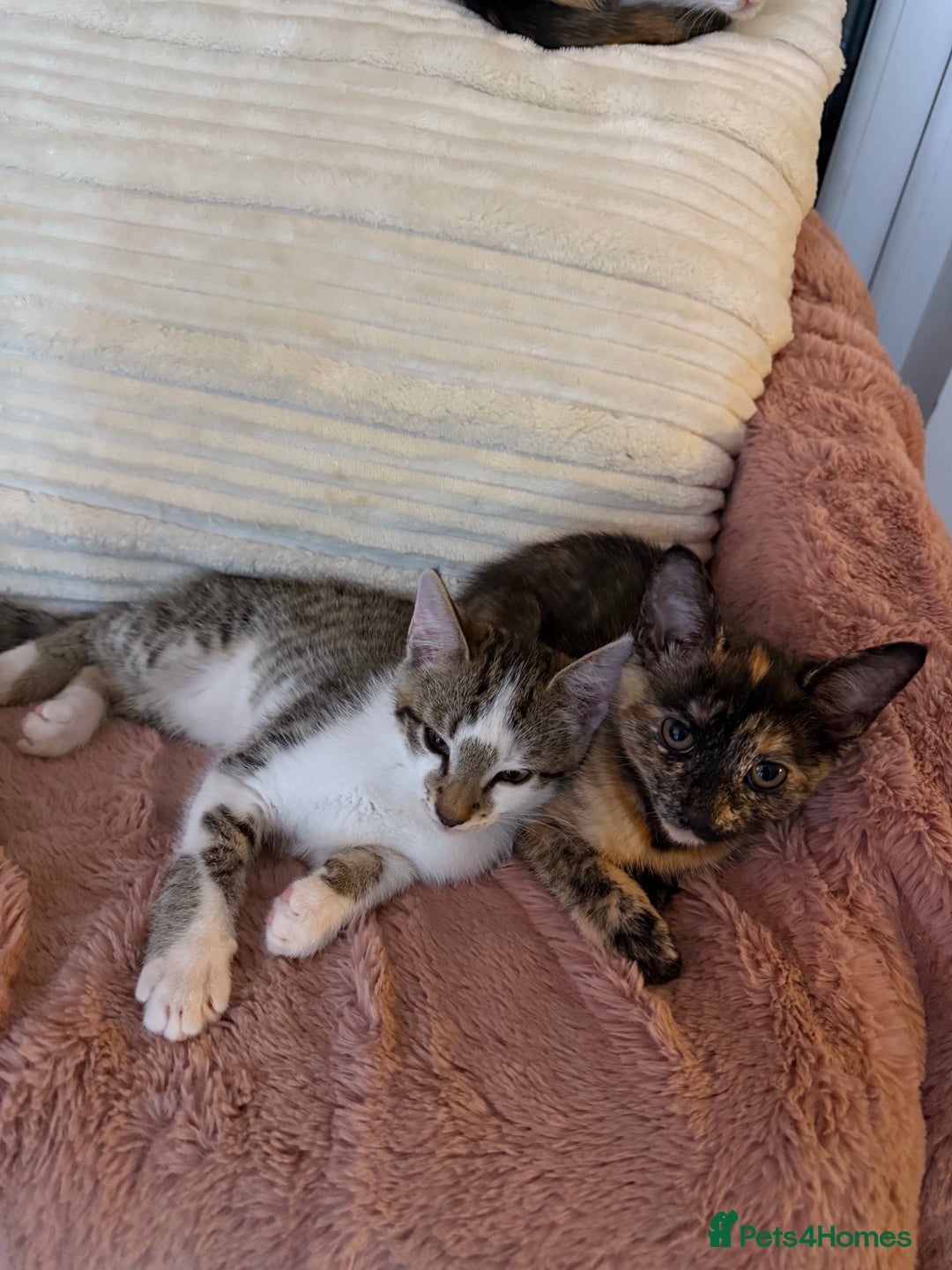 Oriental cats for sale: Beautiful Gentle Baby Girl - Image 3