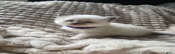 Mixed Breed cats for sale: Ragdoll x - Advert 14