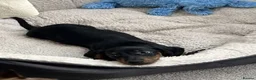 Miniature Dachshund dogs for sale: A very beautiful Miniature dachshund girl in Ilford - Advert 2