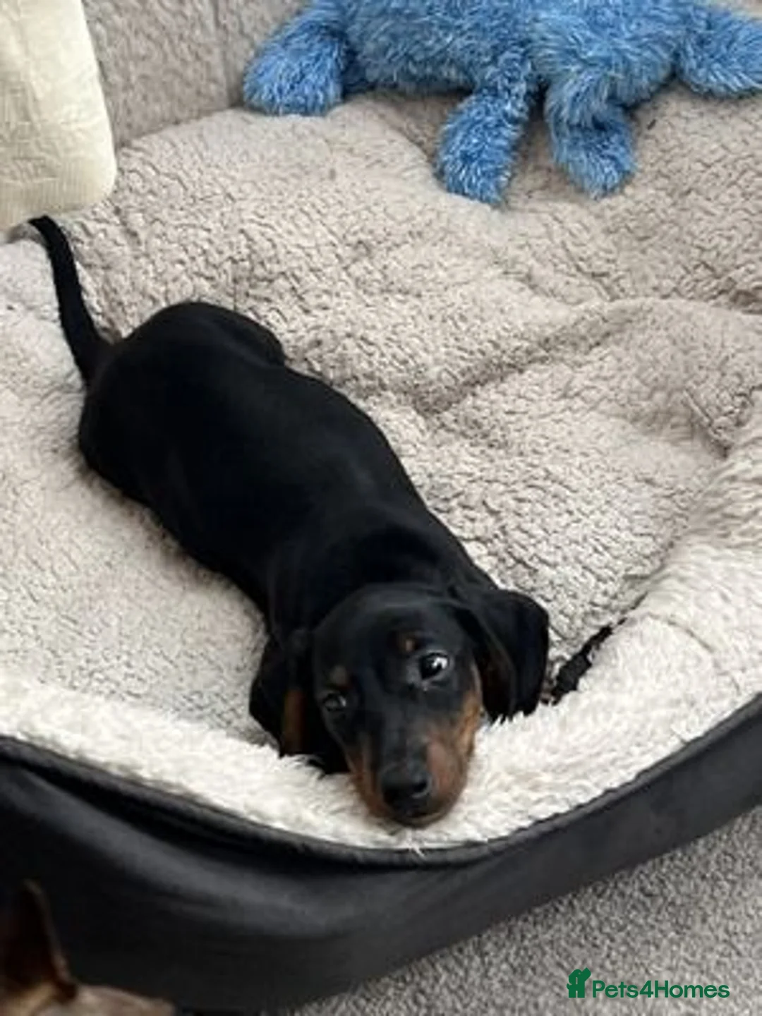 Miniature Dachshund dogs for sale: A very beautiful Miniature dachshund girl in Ilford - Advert 2