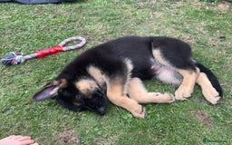 German Shepherd dogs for sale: 5 month old German Shepherd girl - Image 6
