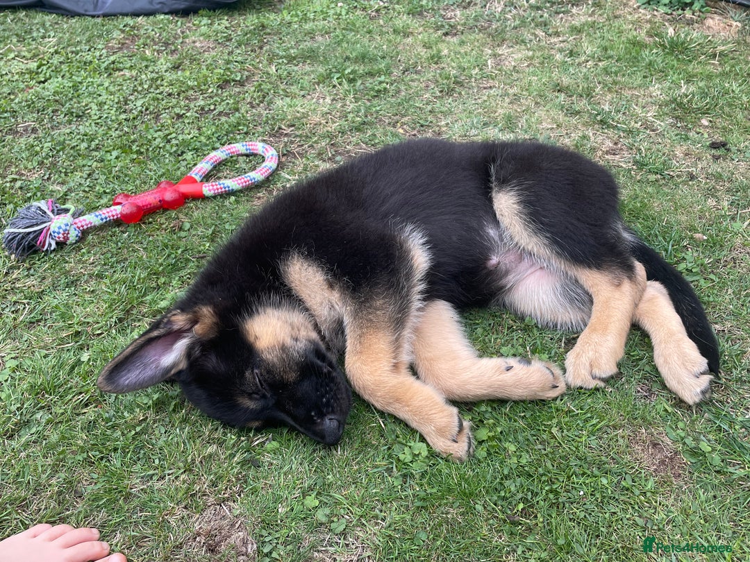 German Shepherd dogs for sale: 5 month old German Shepherd girl - Image 6