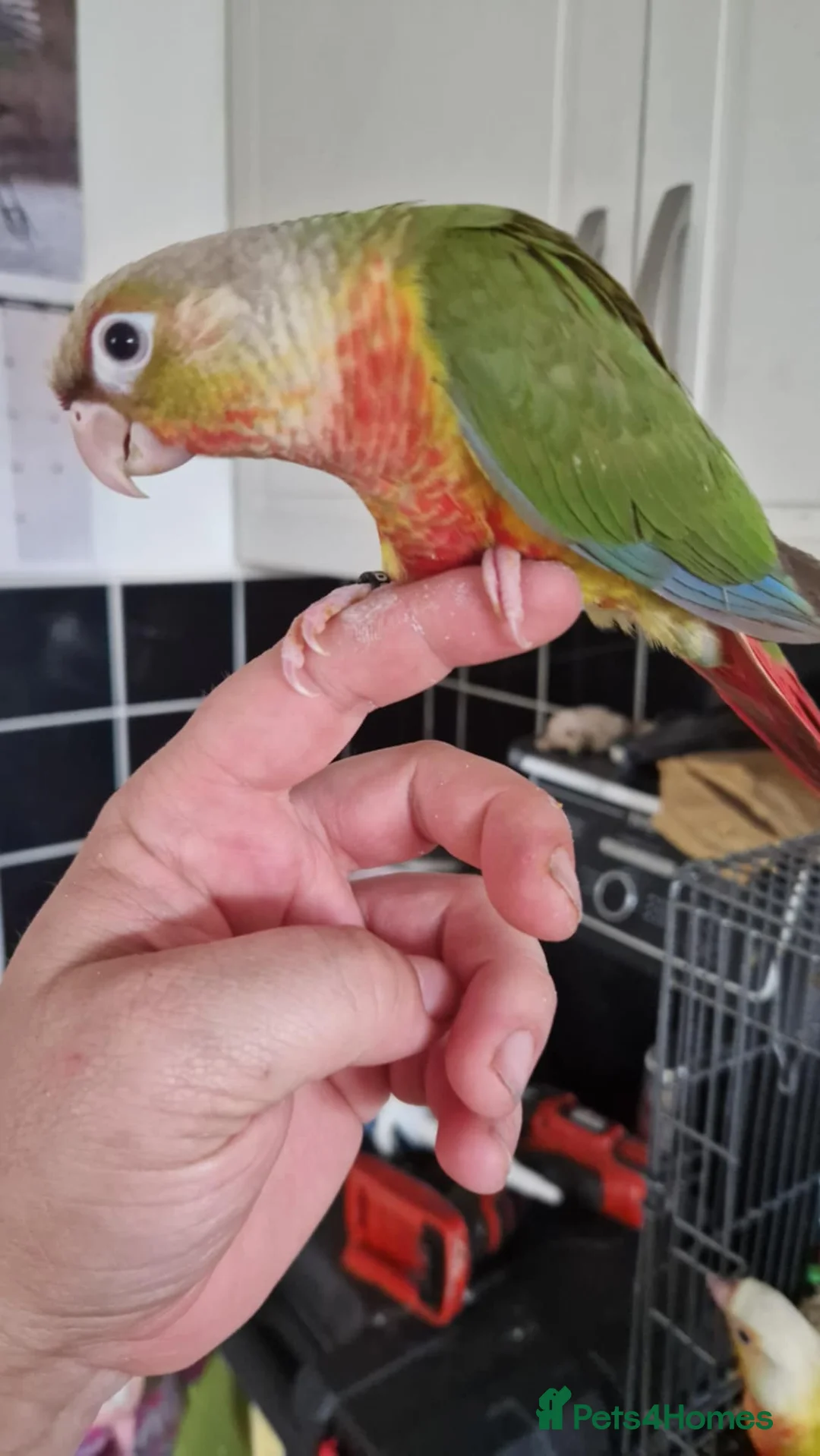 Conures birds for sale: pineapple green cheek conures - Advert 2